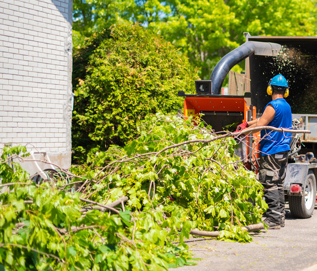 Twin Cities Tree Removal